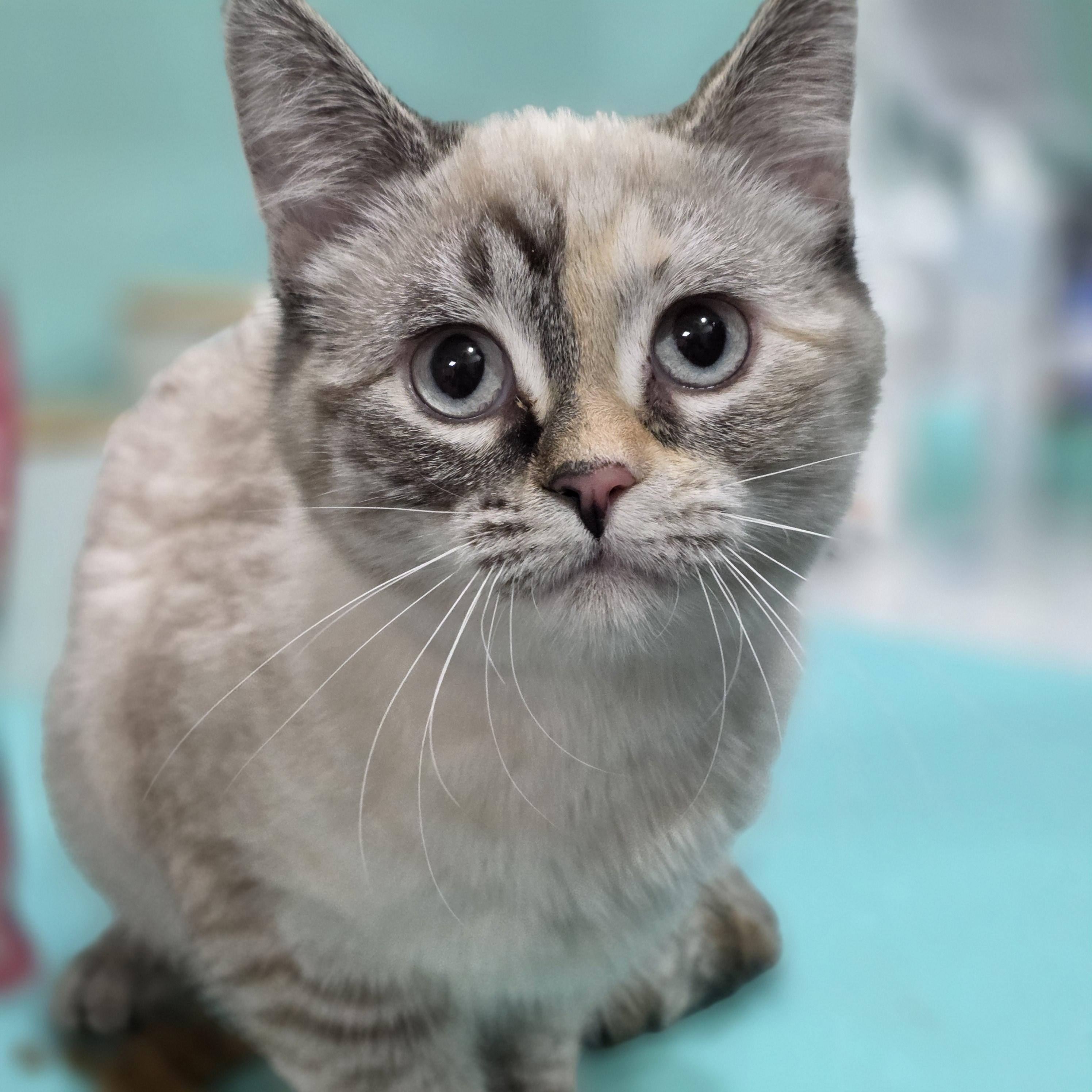 Enlarge 13032026E, a Adopted mixed breed in Kamloops, BC image 4/4