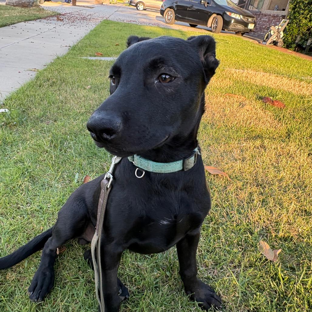 Merle, Adoptable, Young Male Labrador Retriever & Mixed Breed.