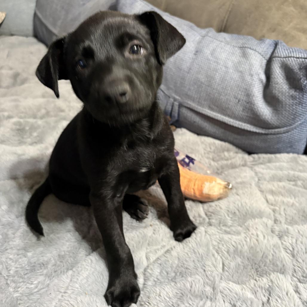 Merle, a Adoptable mixed breed in Riverside, CA image 3/6