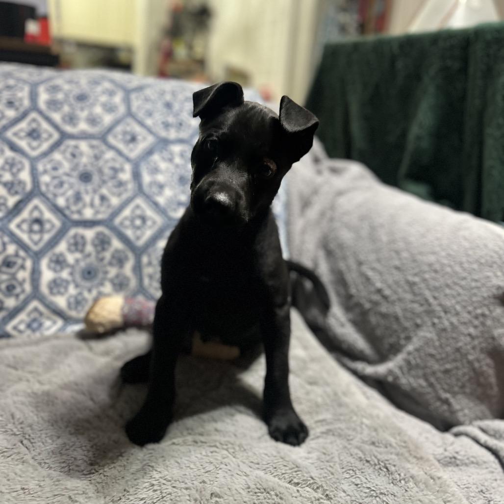 Merle, a Adoptable mixed breed in Riverside, CA image 4/6