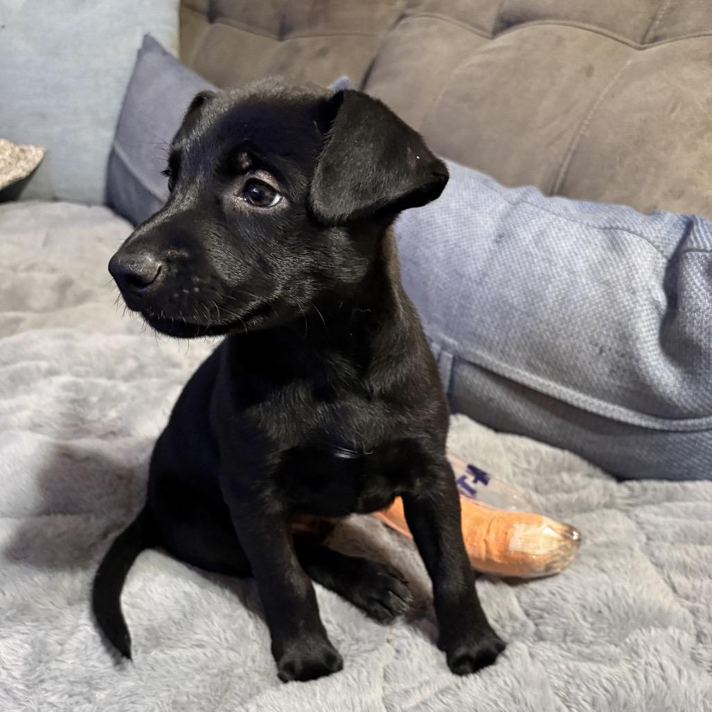 Merle, a Adoptable mixed breed in Riverside, CA image 6/6
