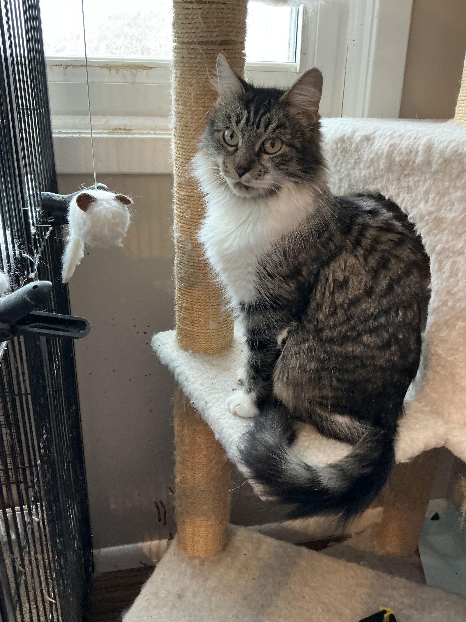 Sage, Adoptable, Adult Female Domestic Medium Hair.