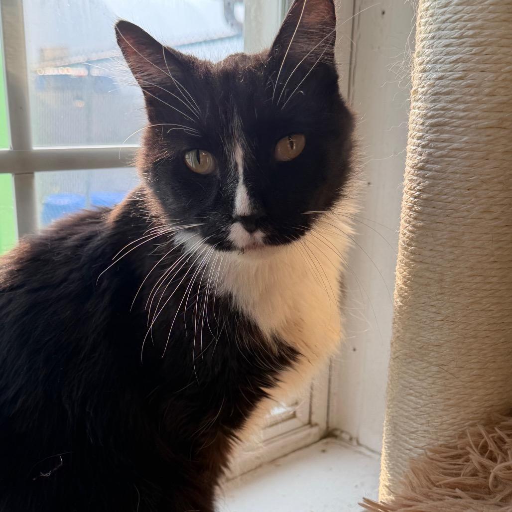 Enlarge Prince Harry, a Adoptable Domestic Short Hair in Edwardsville, IL image 1/5