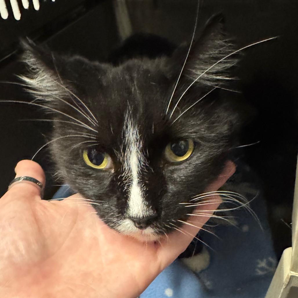 Enlarge Prince Harry, a Adoptable Domestic Short Hair in Edwardsville, IL image 2/5