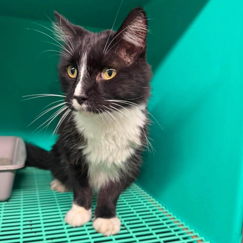 Enlarge Prince Harry, a Adoptable Domestic Short Hair in Edwardsville, IL image 3/5