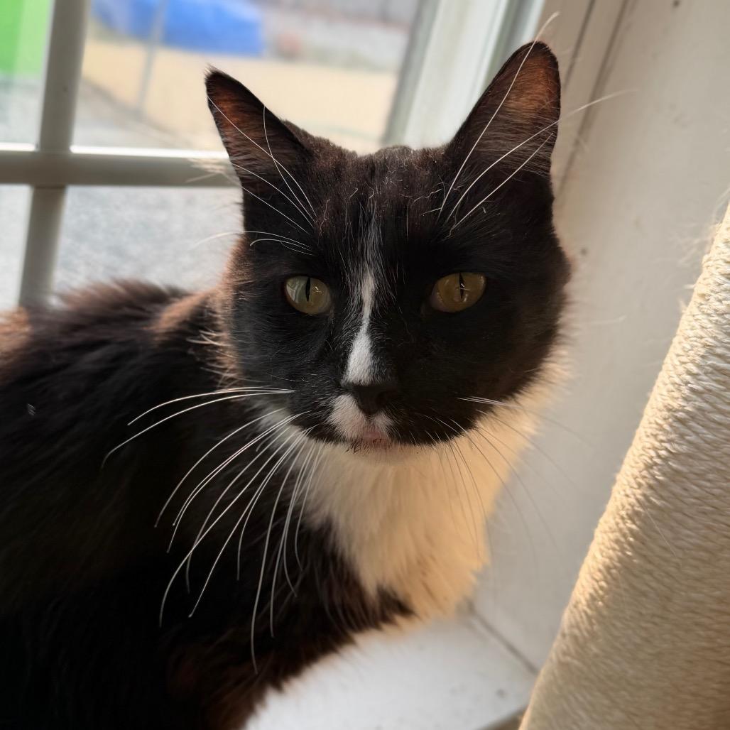 Enlarge Prince Harry, a Adoptable Domestic Short Hair in Edwardsville, IL image 4/5
