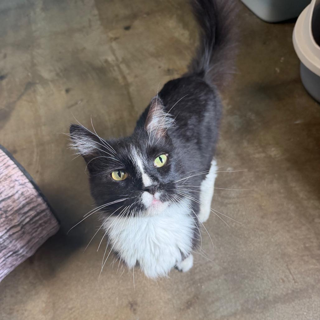 Enlarge Prince Harry, a Adoptable Domestic Short Hair in Edwardsville, IL image 5/5