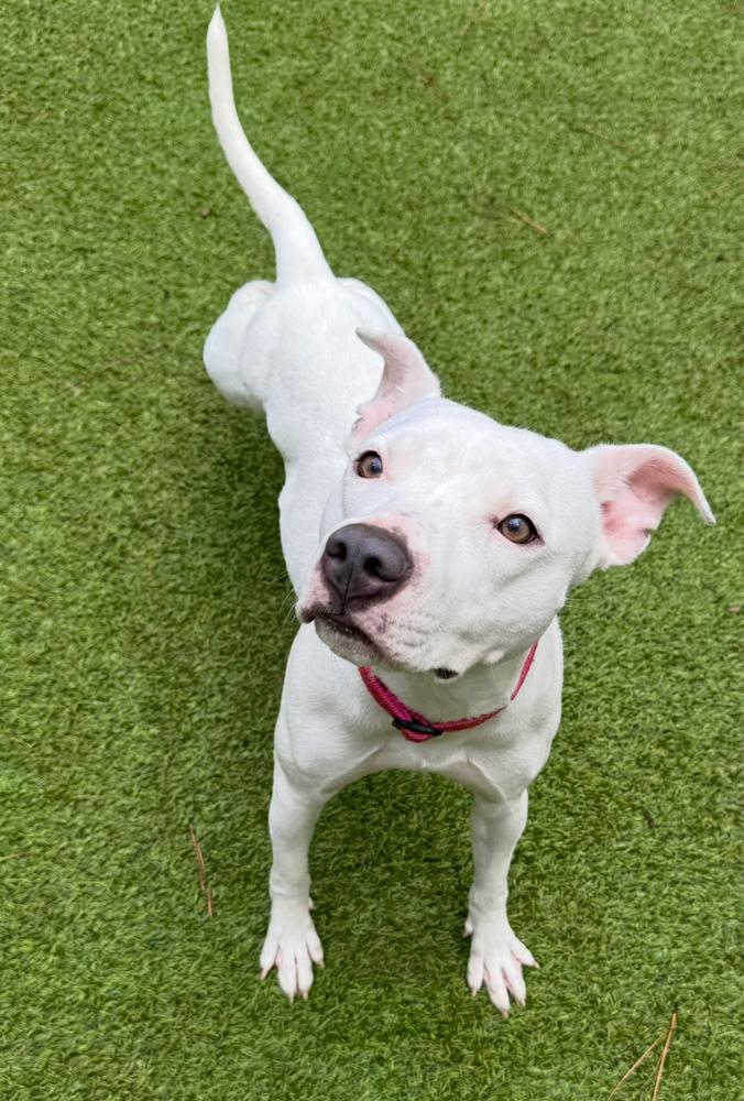 Mixie, Adoptable, Adult Female Pit Bull Terrier.