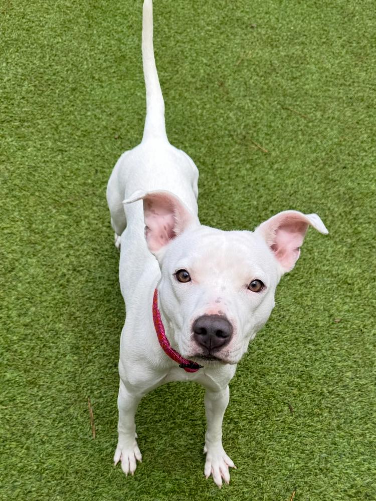 Mixie, a Adoptable Pit Bull Terrier in Dunwoody, GA image 2/3