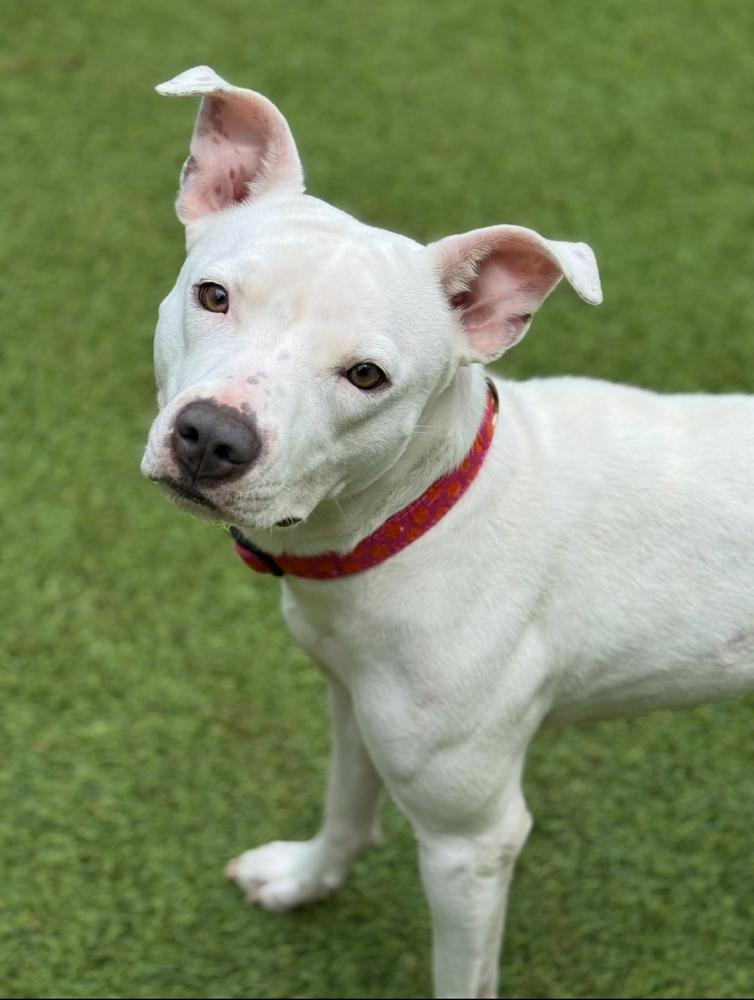 Mixie, Adoptable, Adult Female Pit Bull Terrier.