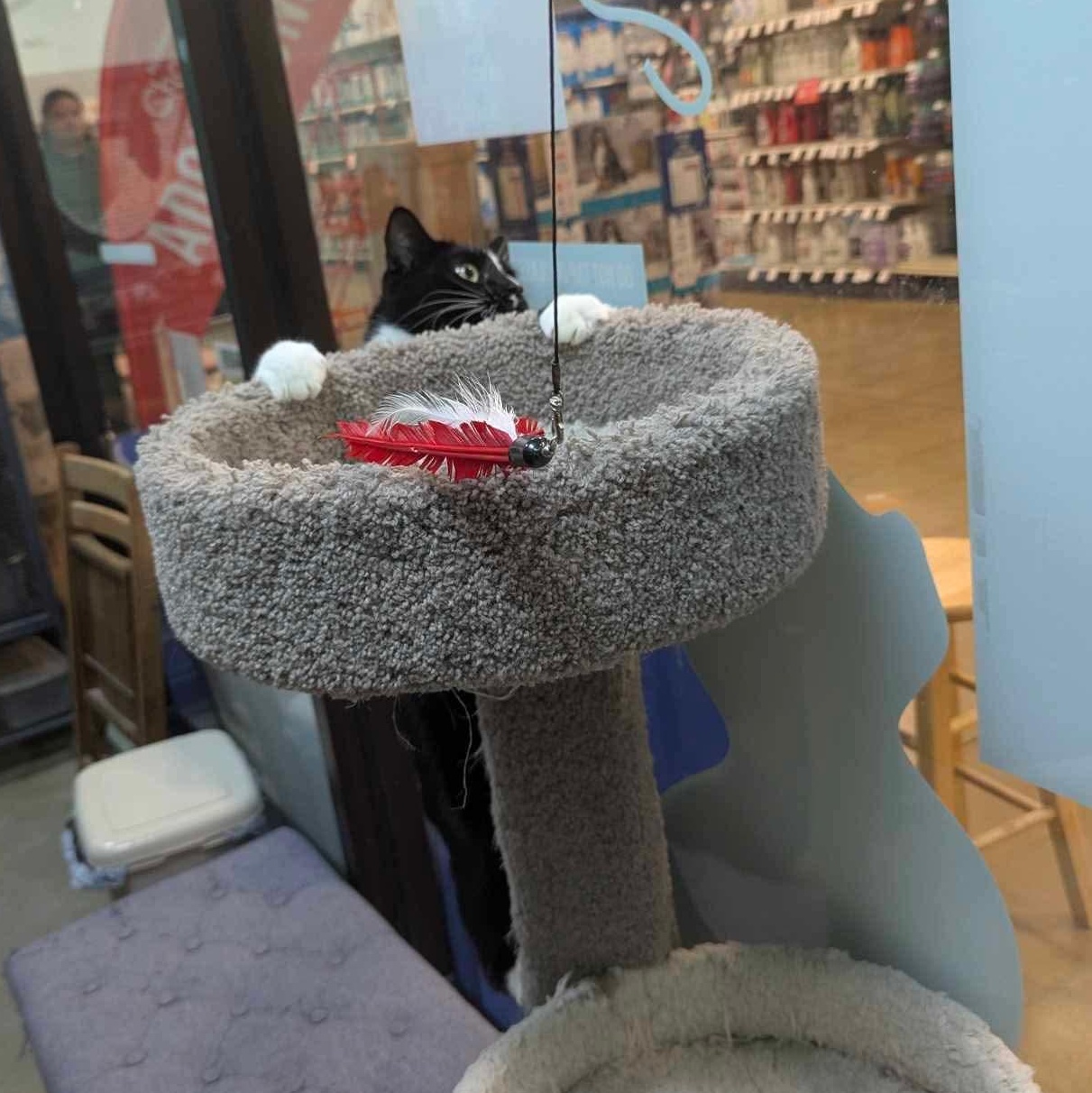 Ray, a Adoptable Domestic Short Hair in Bellmawr, NJ image 2/5