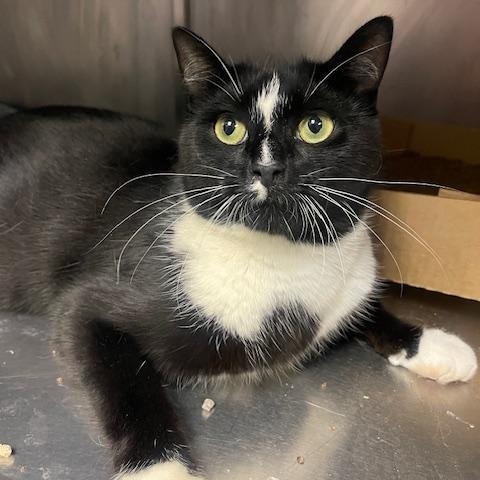 Ray, Adoptable, Adult Male Domestic Short Hair.