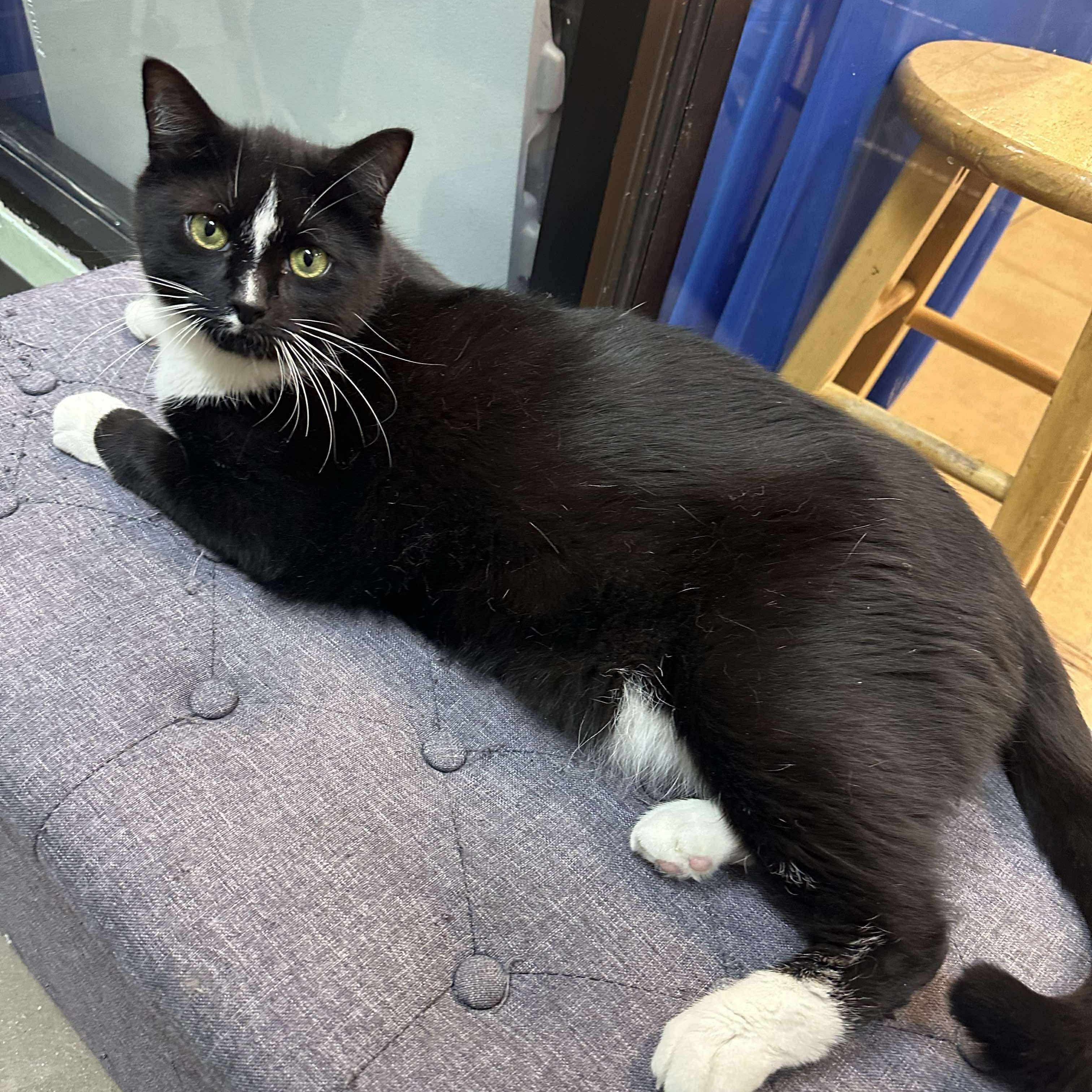 Ray, Adoptable, Adult Male Domestic Short Hair.