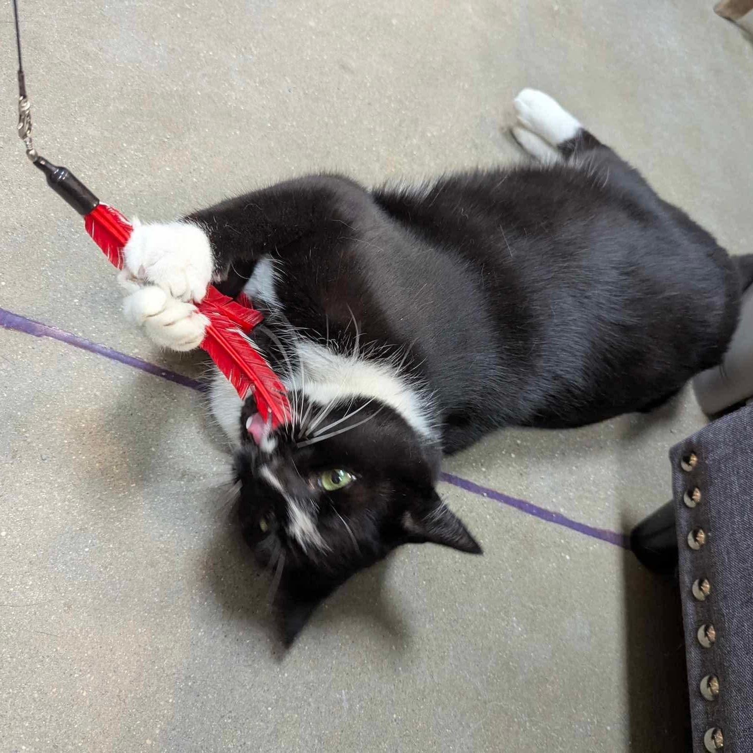 Ray, a Adoptable Domestic Short Hair in Bellmawr, NJ image 3/5