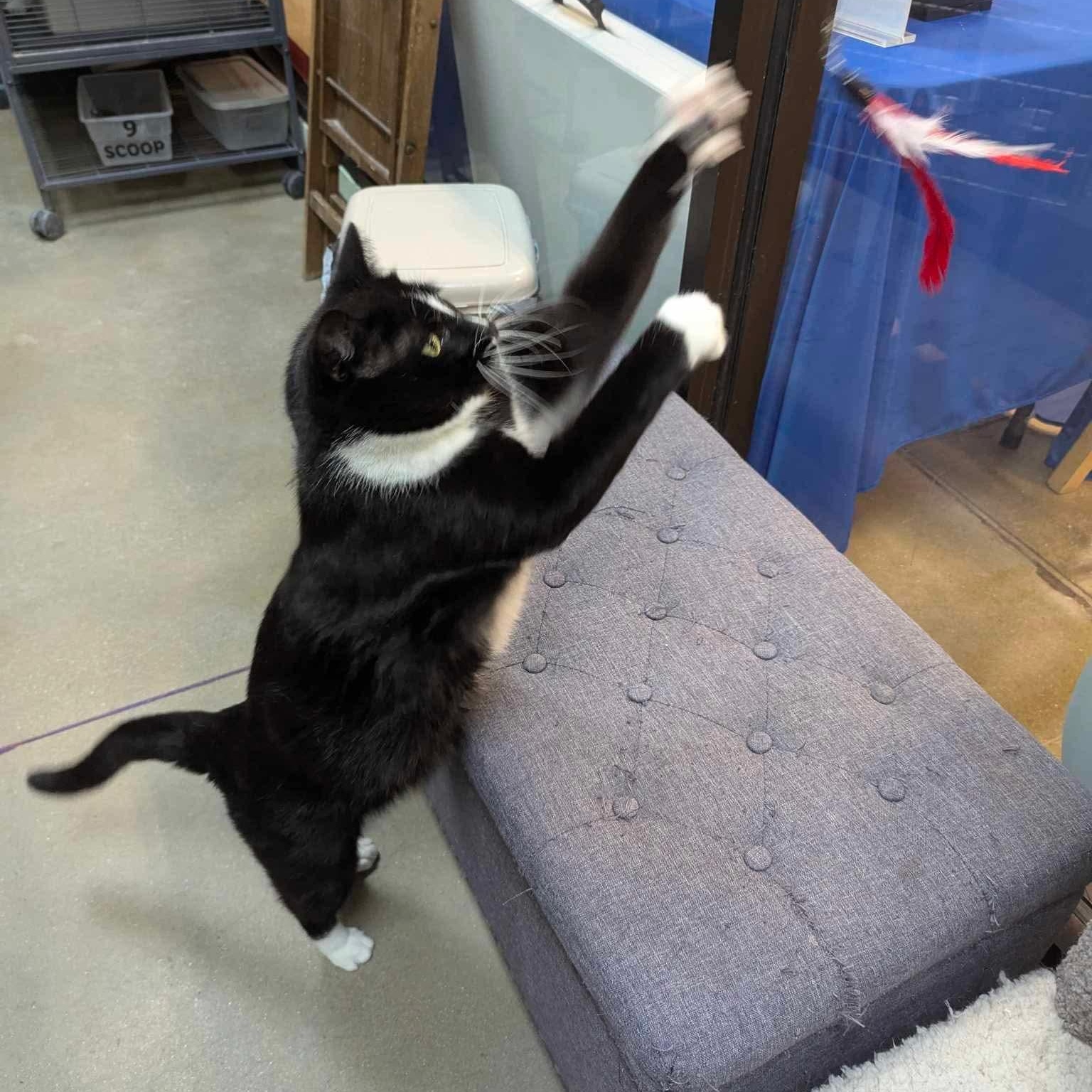 Ray, a Adoptable Domestic Short Hair in Bellmawr, NJ image 4/5