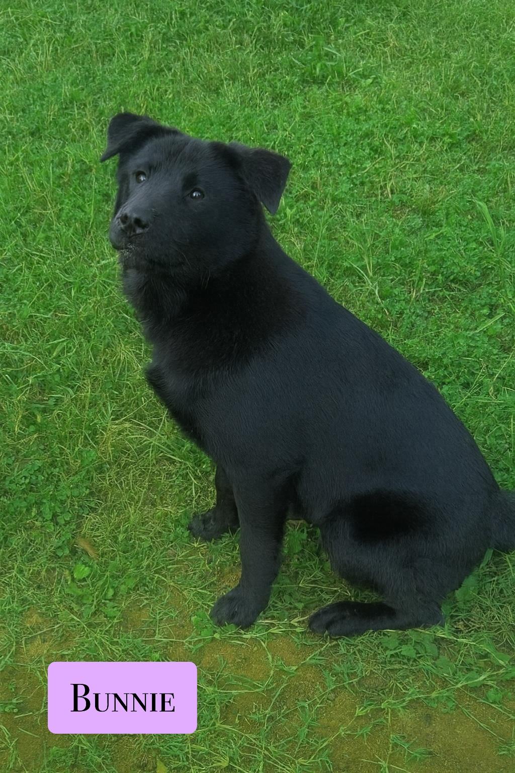 Enlarge Bunnie, a Adoptable mixed breed in Stockbridge, GA image 3/4