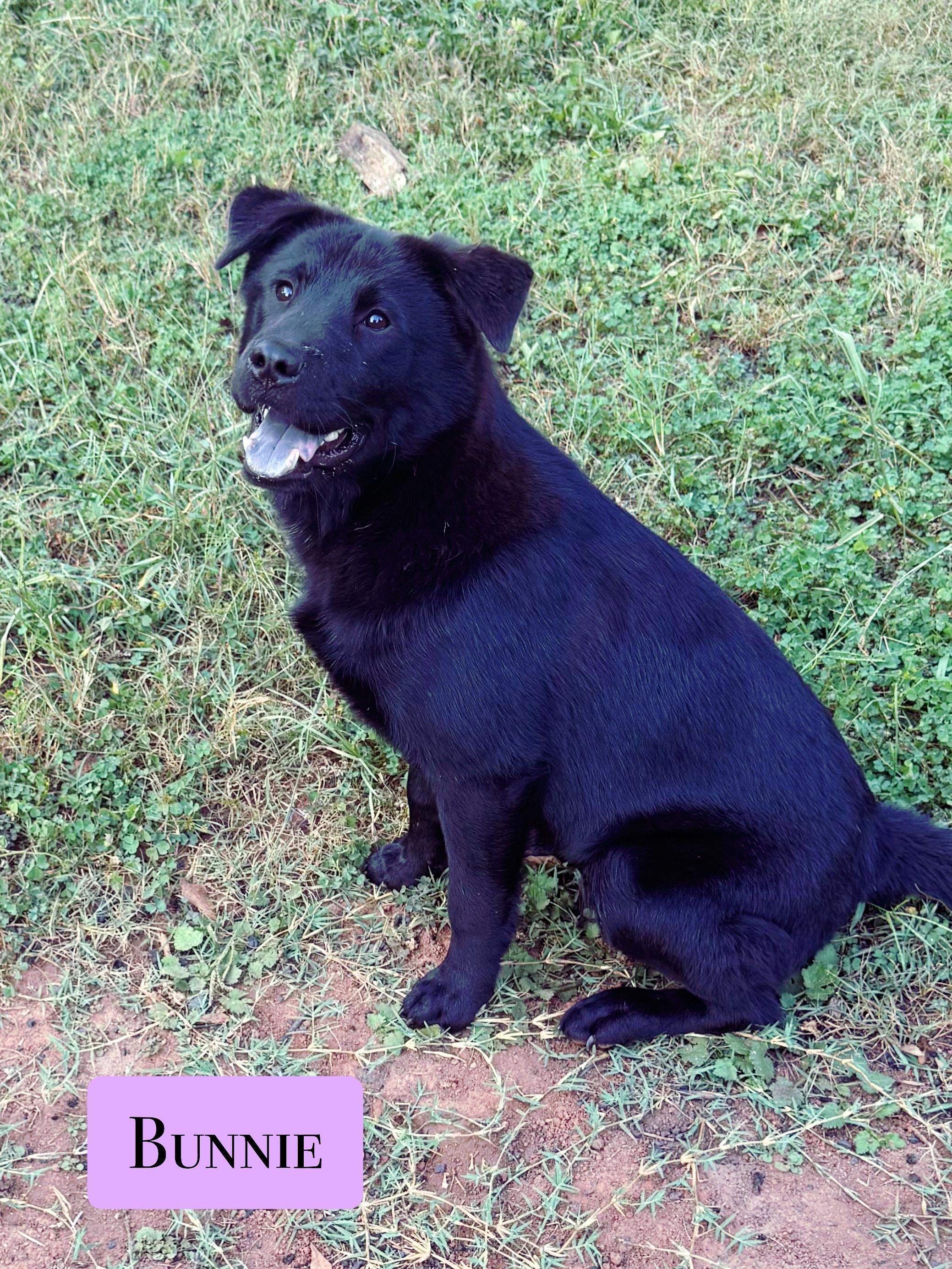 Enlarge Bunnie, a Adoptable mixed breed in Stockbridge, GA image 1/4