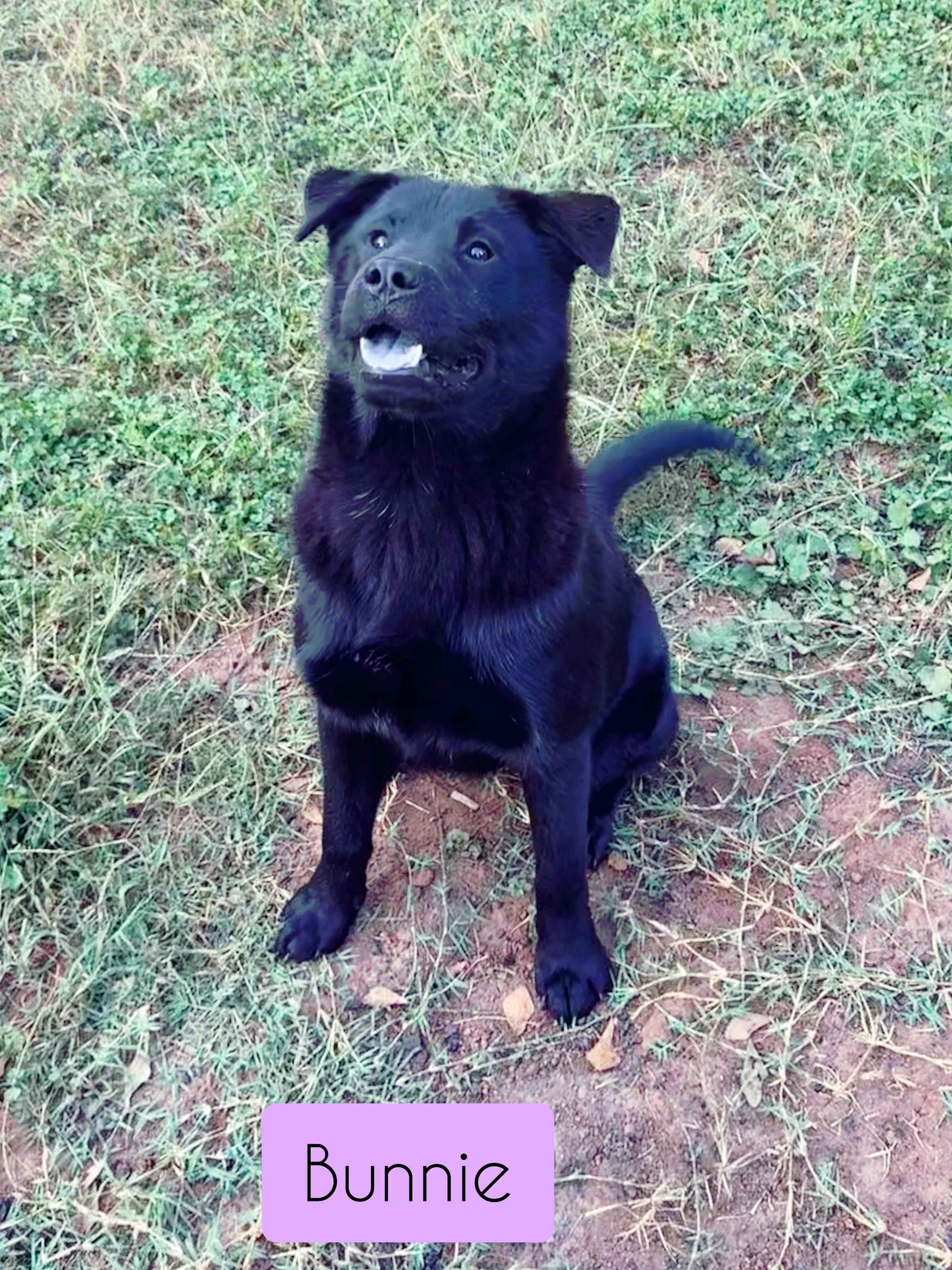 Bunnie — thumbnail 3