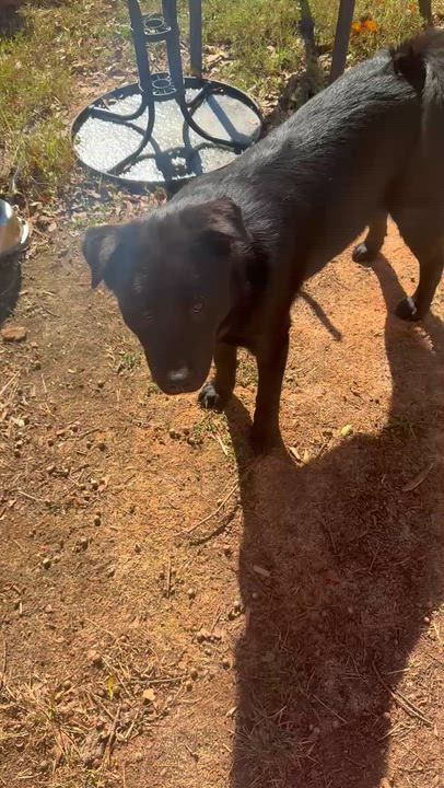 Enlarge Bunnie, a Adoptable mixed breed in Stockbridge, GA video 2/4