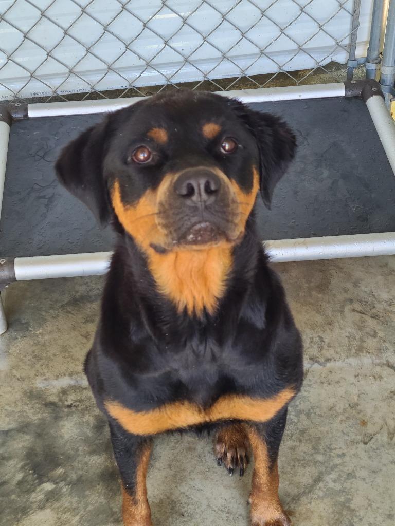 Enlarge Choppa, a Adoptable Rottweiler in Swainsboro, GA image 1/3