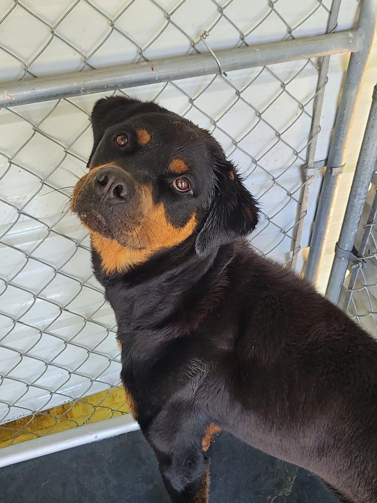 Enlarge Choppa, a Adoptable Rottweiler in Swainsboro, GA image 2/3