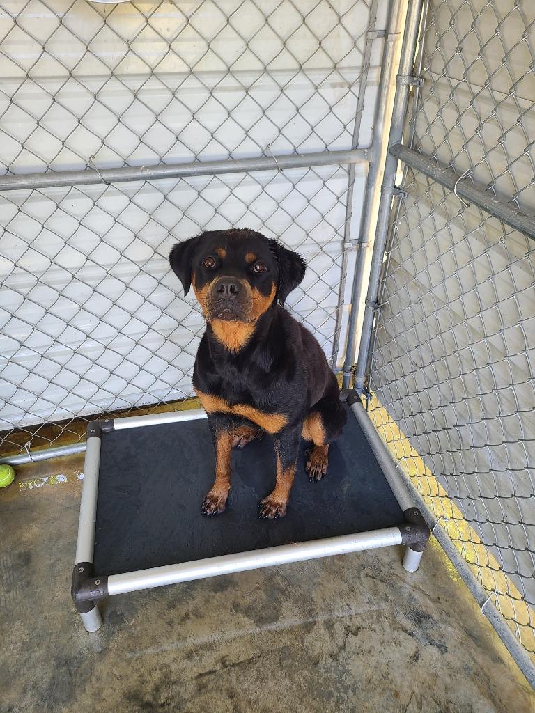 Enlarge Choppa, a Adoptable Rottweiler in Swainsboro, GA image 3/3