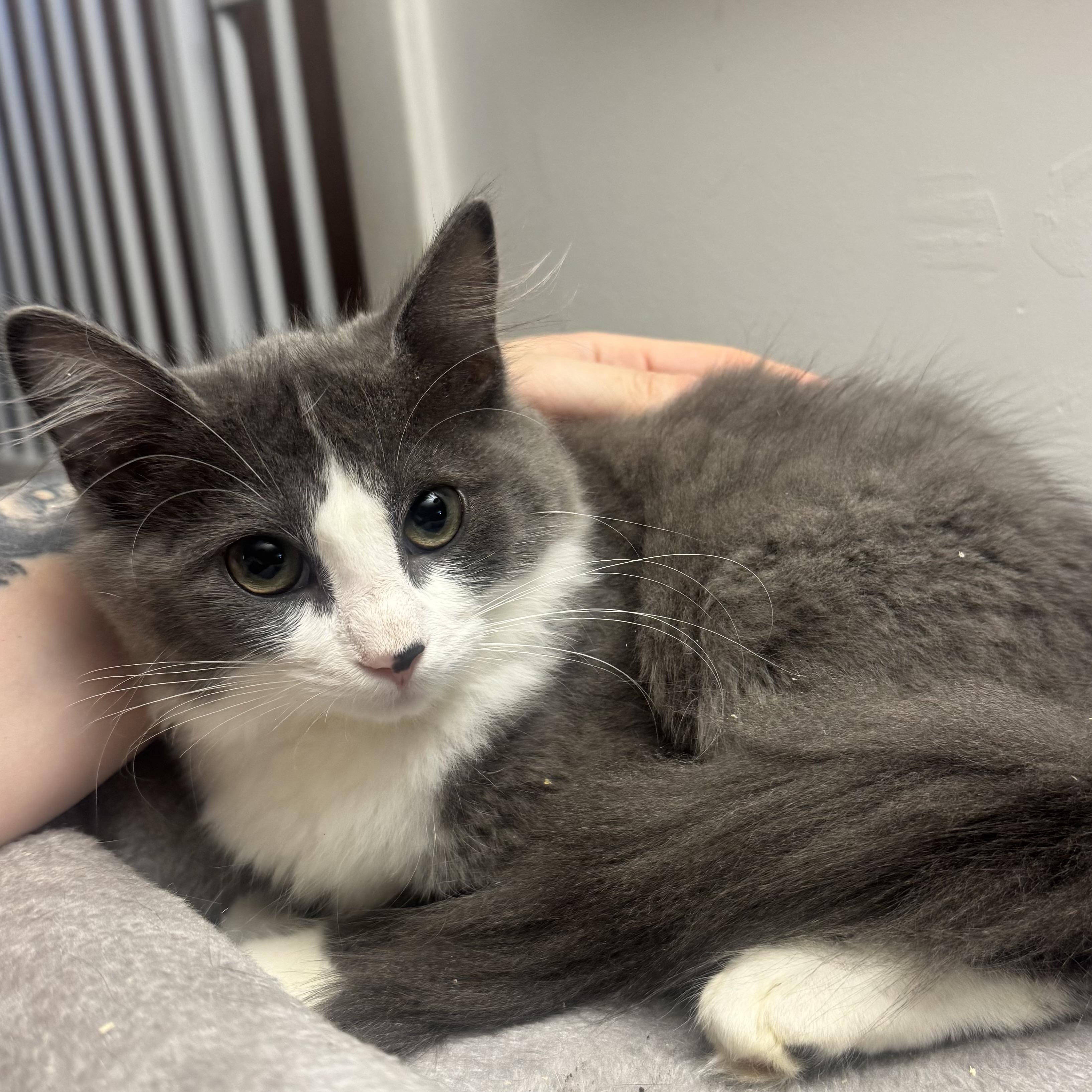 CHELSEA - ADOPTION PENDING, Adoptable, Kitten Female Domestic Long Hair.