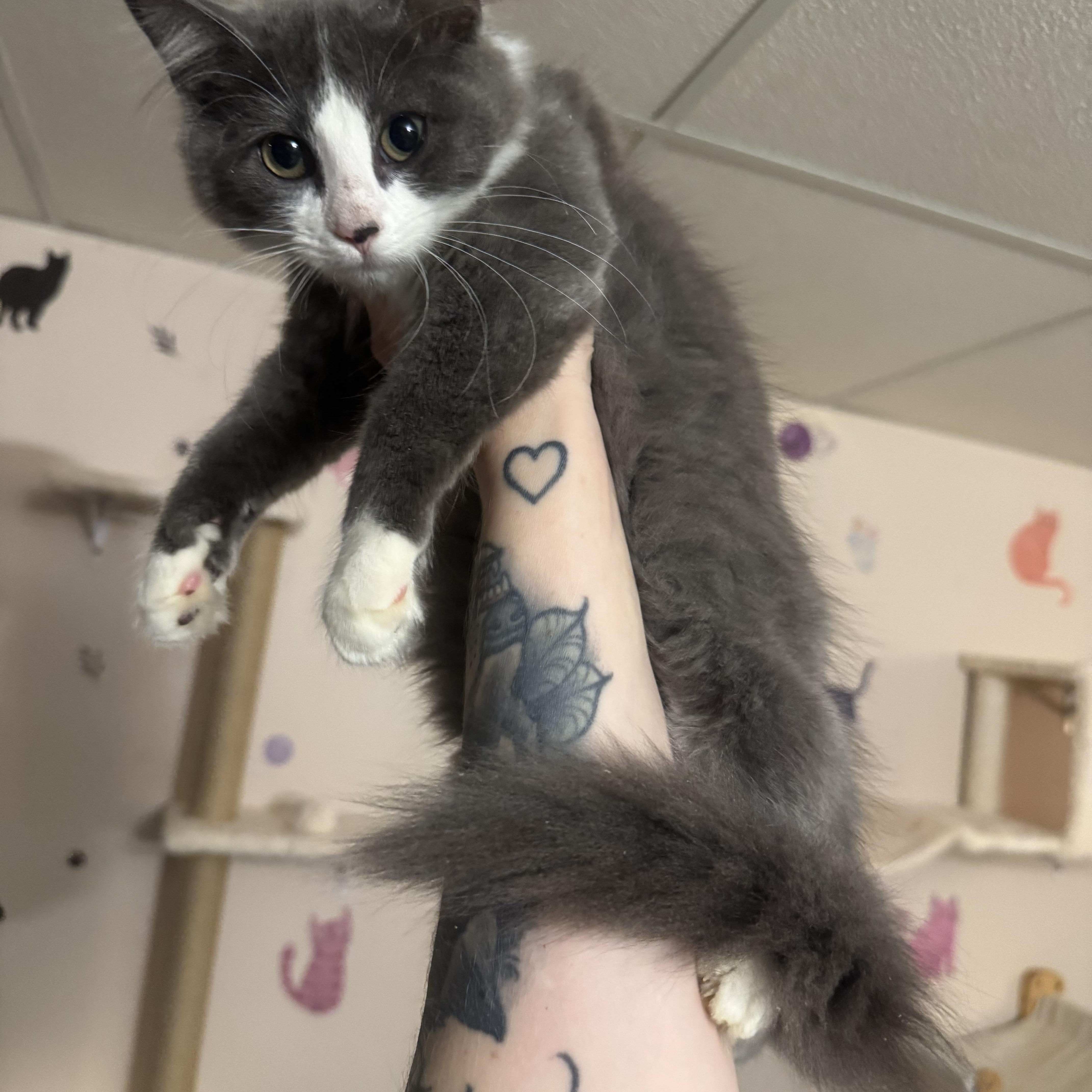 Enlarge CHELSEA - ADOPTION PENDING, a Adoptable Domestic Long Hair in Hamilton, NJ image 2/3
