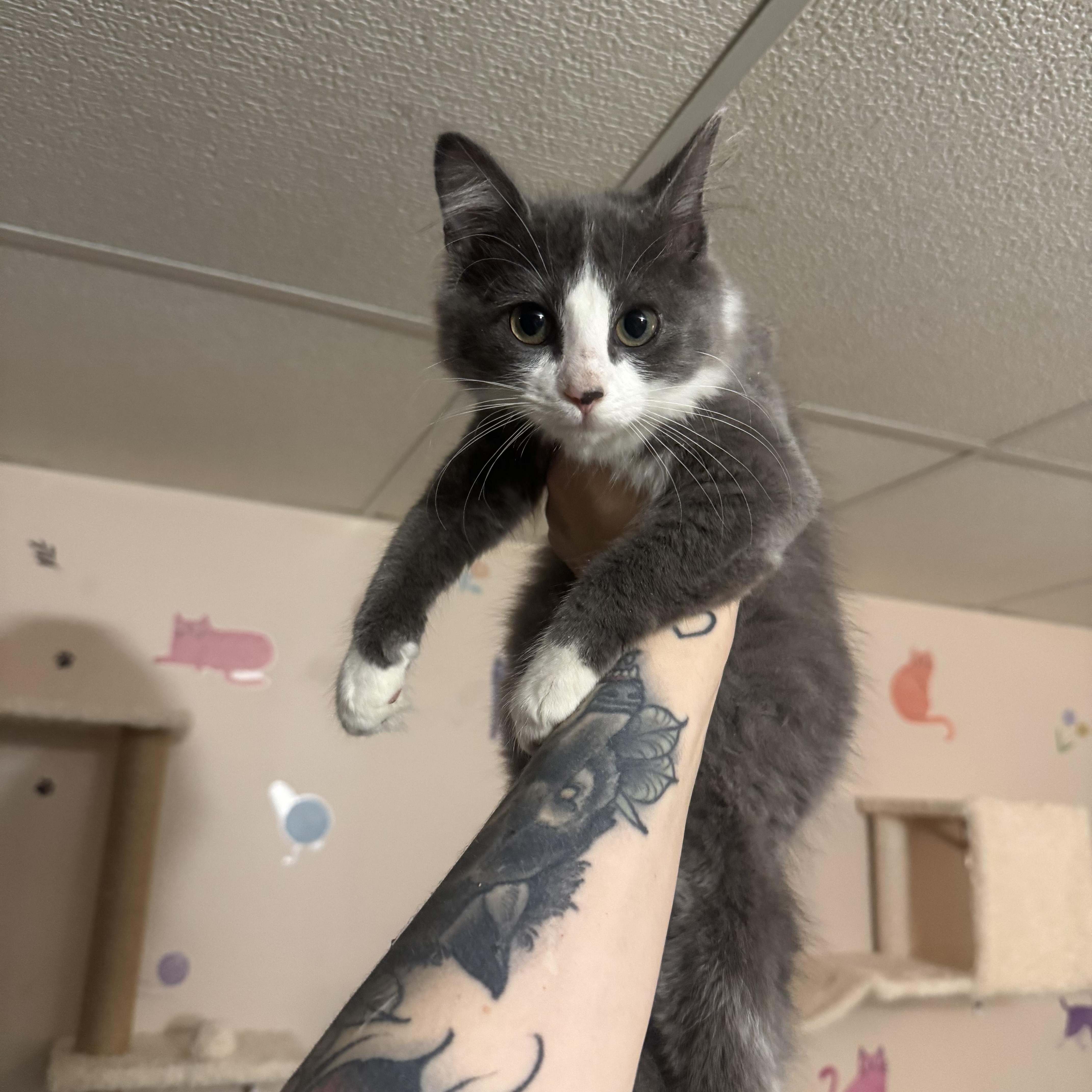 Enlarge CHELSEA - ADOPTION PENDING, a Adoptable Domestic Long Hair in Hamilton, NJ image 3/3