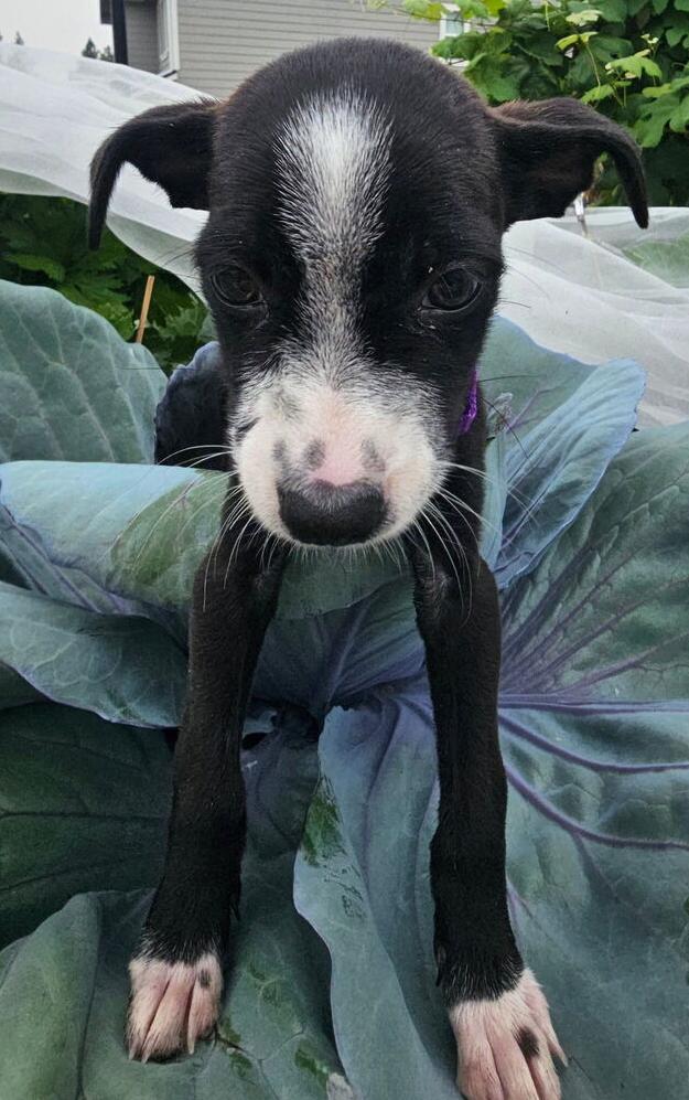 Ranch, a Adoptable mixed breed in Spokane, WA image 2/6