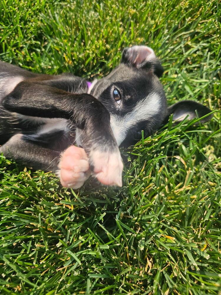 Ranch, a Adoptable mixed breed in Spokane, WA image 3/6