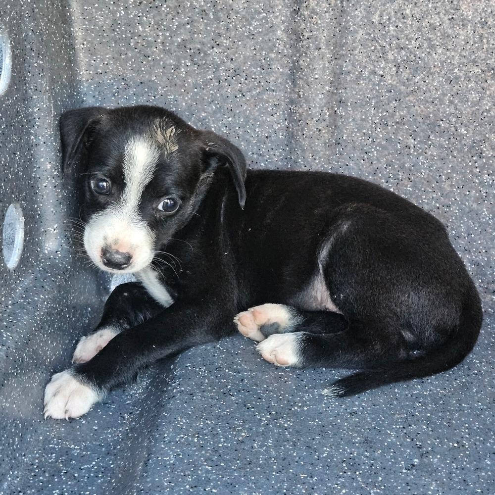 Ranch, a Adoptable mixed breed in Spokane, WA image 4/6