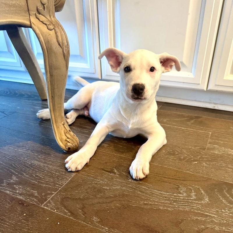 Ace, a Adoptable mixed breed in San Juan Capistrano, CA image 1/3