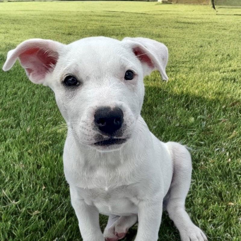 Ace, a Adoptable mixed breed in San Juan Capistrano, CA image 2/3