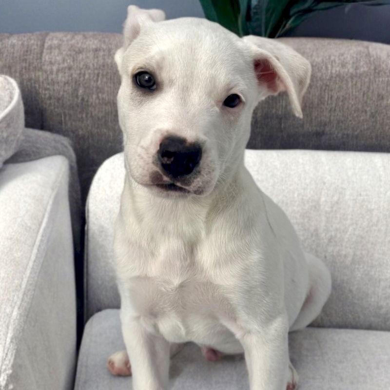 Ace, a Adoptable mixed breed in San Juan Capistrano, CA image 3/3