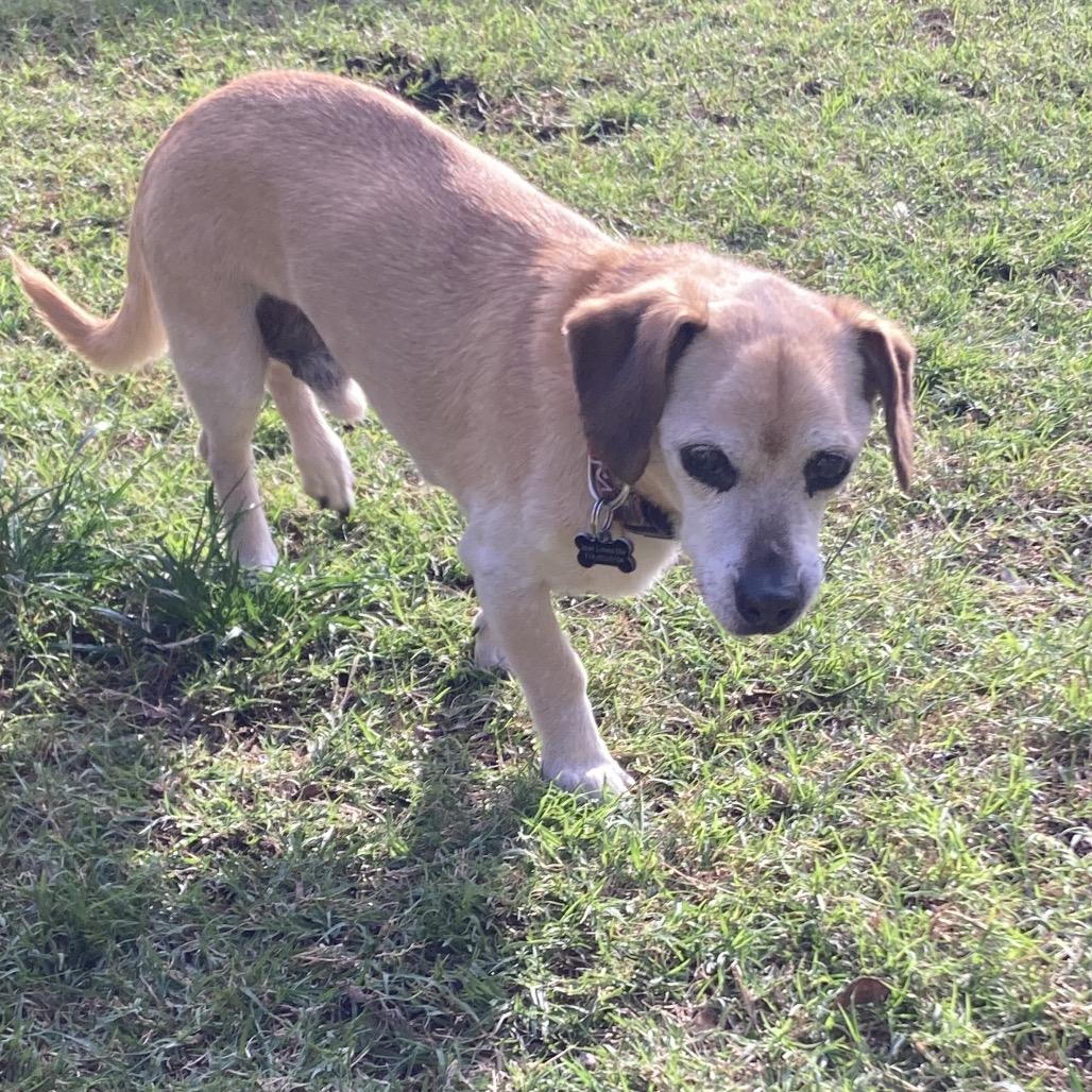 Troy/Courtesy Post, Adoptable, Senior Male Dachshund & Chihuahua.