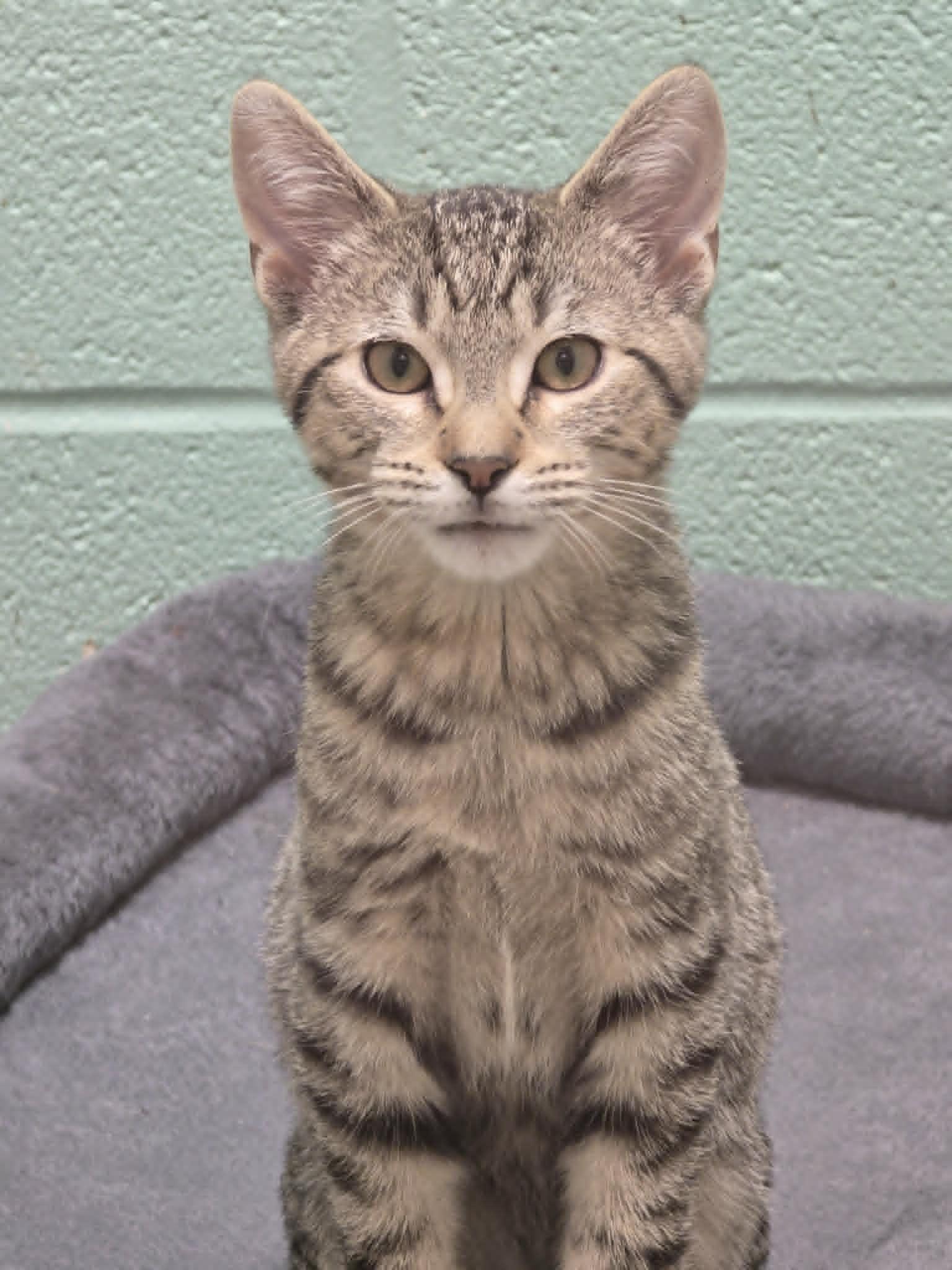 Enlarge Flair, a ADOPTABLE Domestic Short Hair in Mount Juliet, TN image 1/1