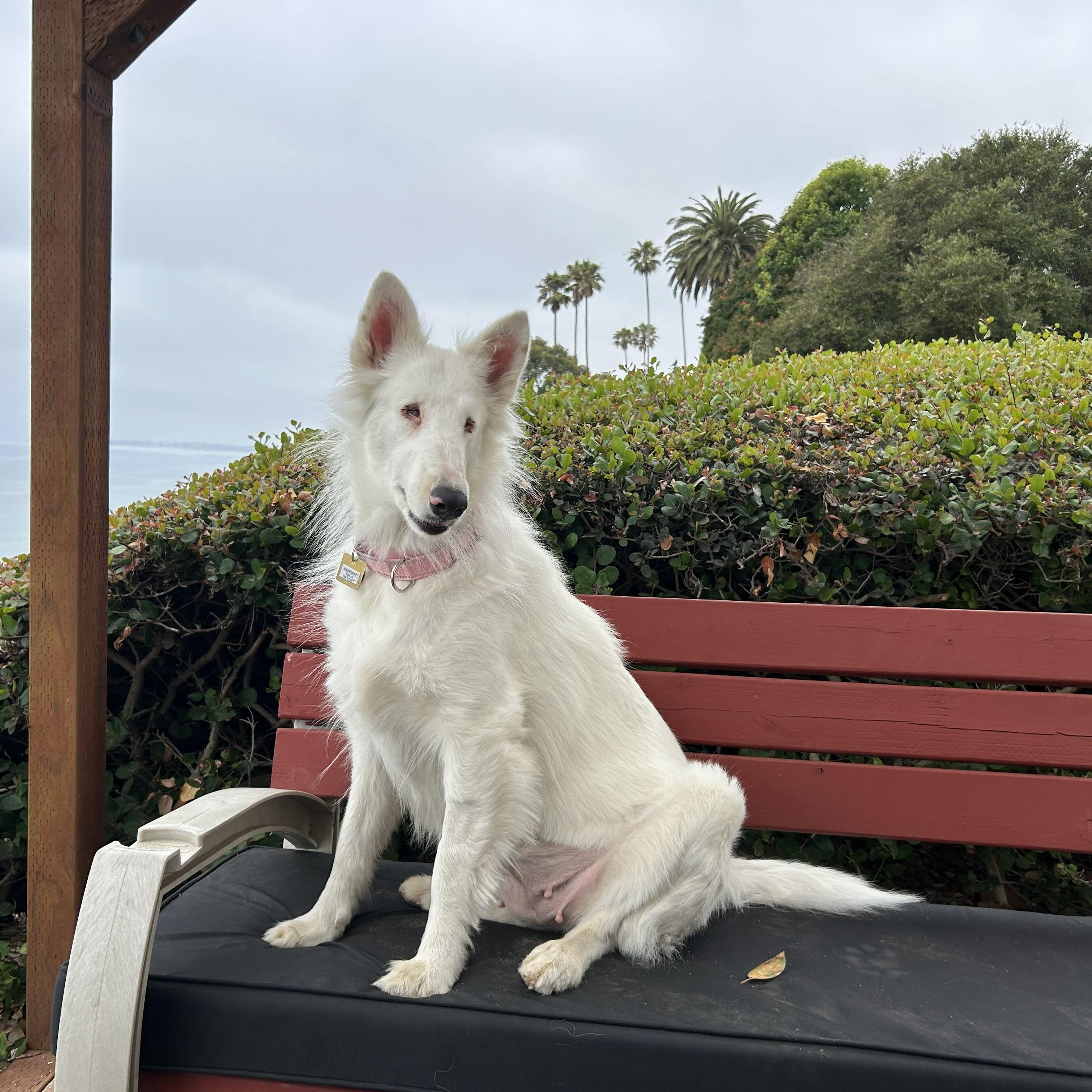 Enlarge Stardust, an adopted Bearded Collie in Riverside, CA image 1/5