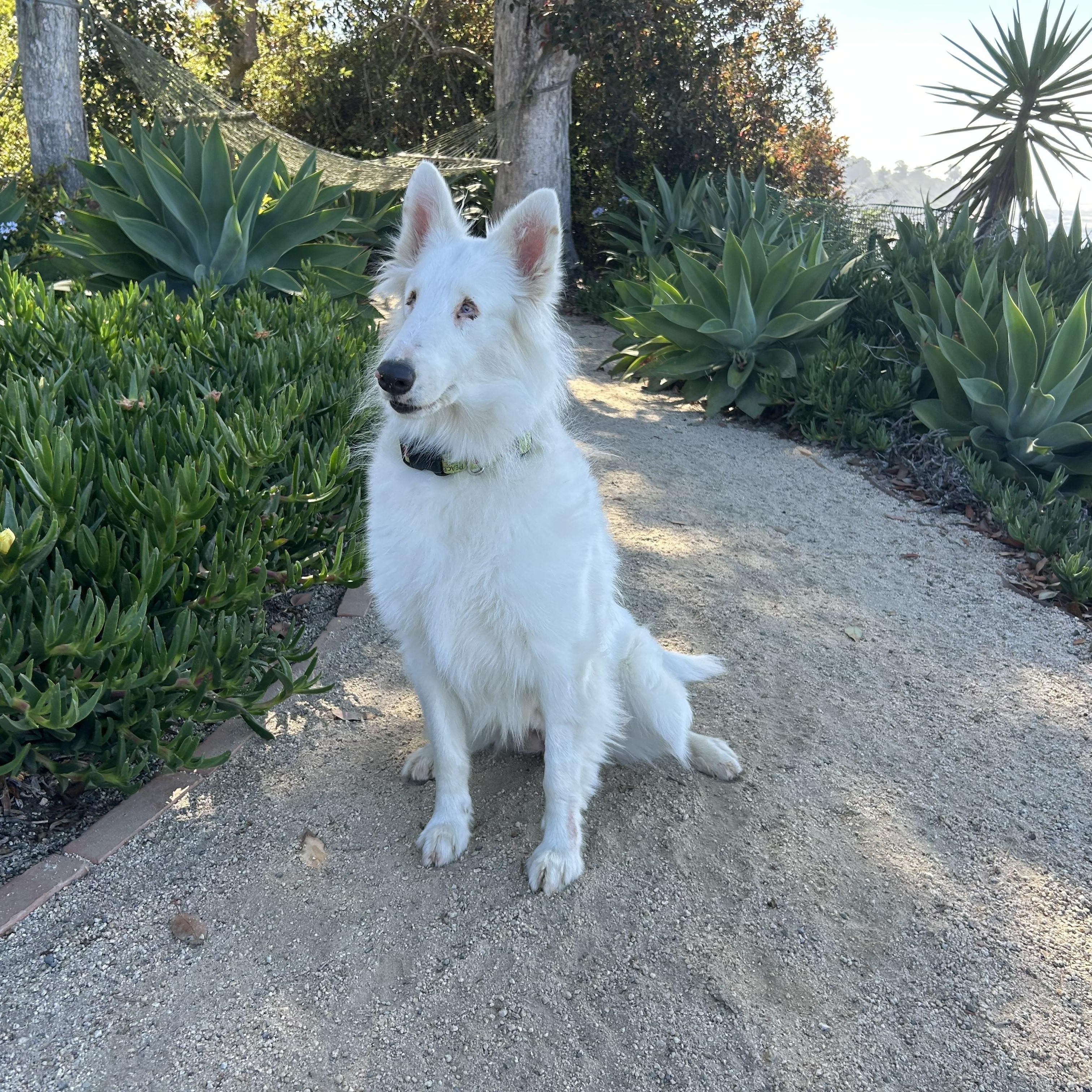 Enlarge Stardust, an adopted Bearded Collie in Riverside, CA image 2/5