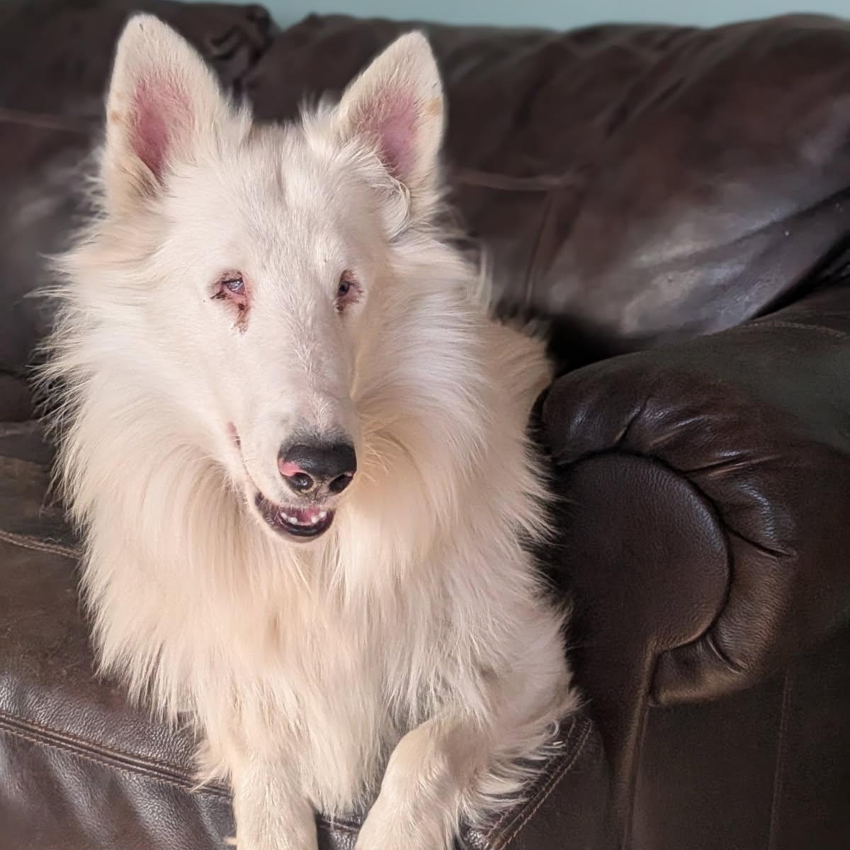 Enlarge Stardust, an adopted Bearded Collie in Riverside, CA image 5/5