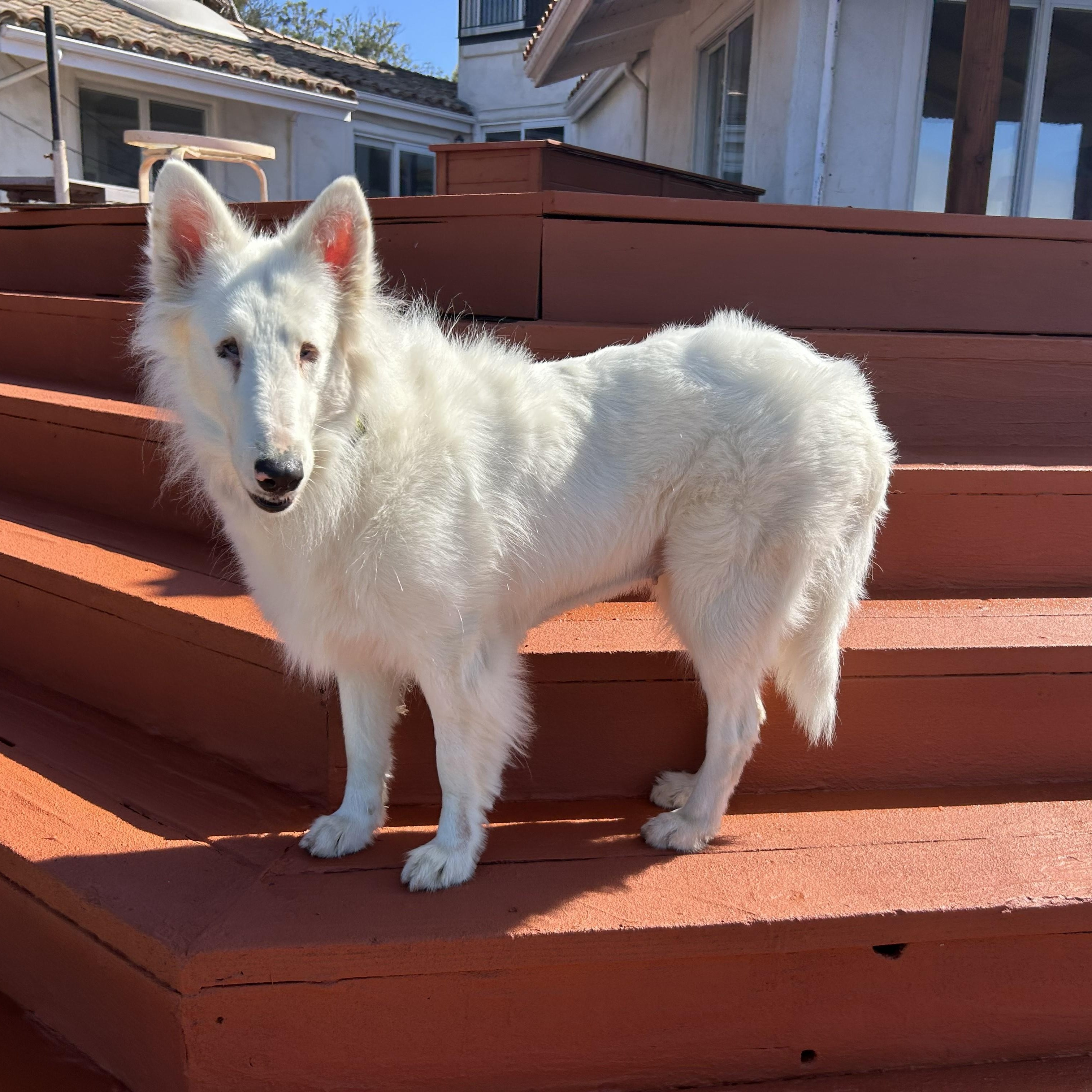 Enlarge Stardust, an adopted Bearded Collie in Riverside, CA image 4/5