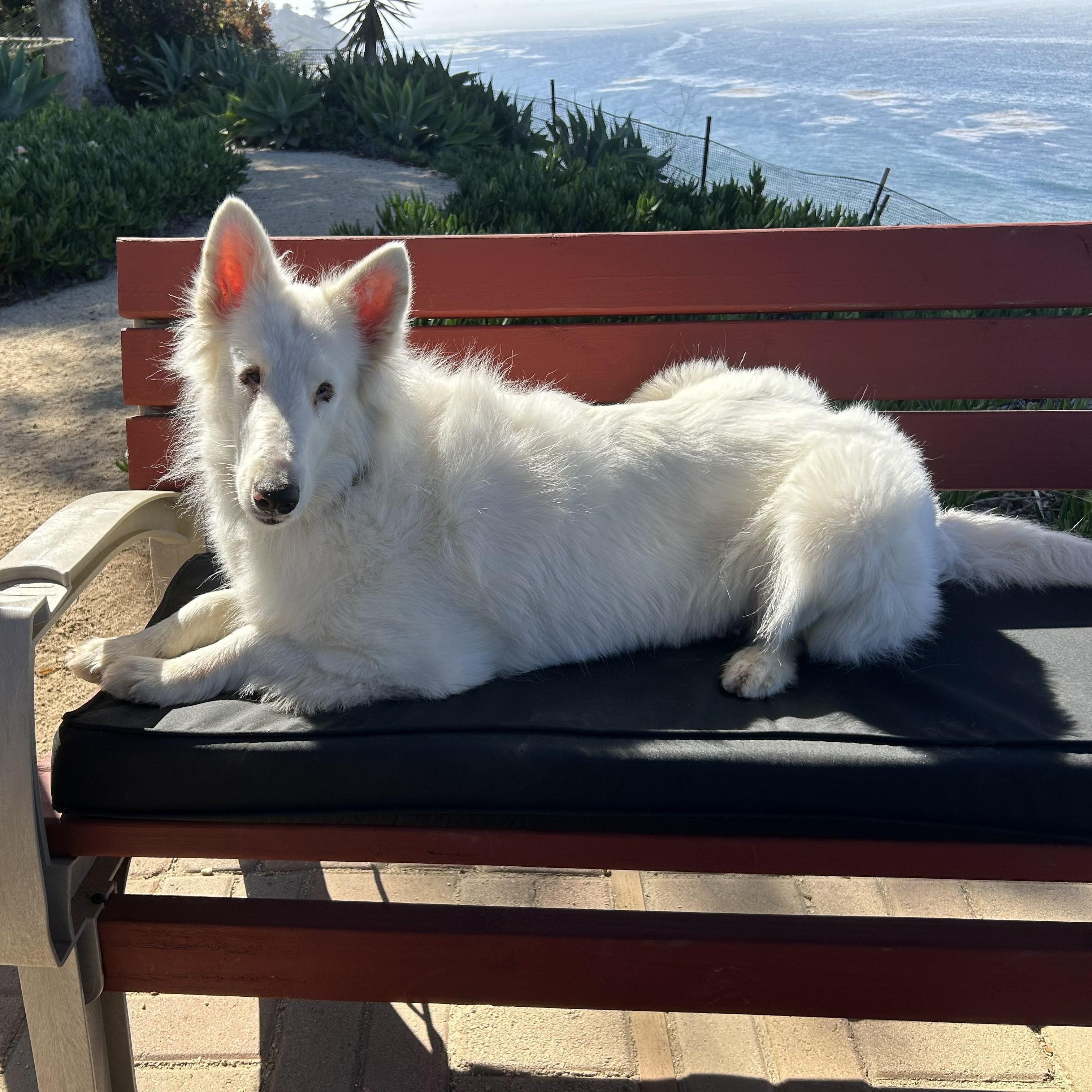 Enlarge Stardust, an adopted Bearded Collie in Riverside, CA image 3/5