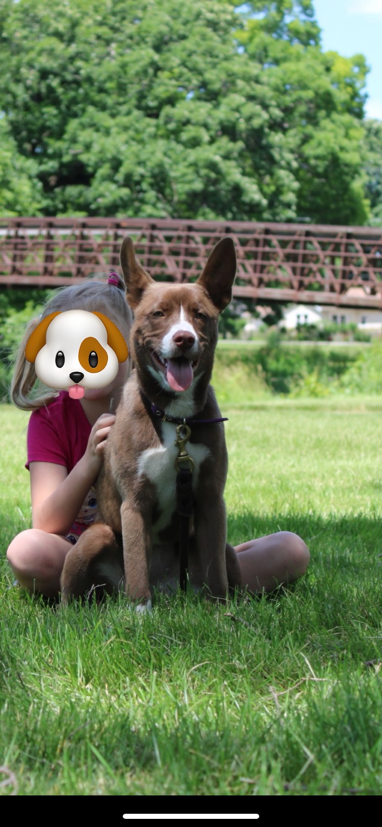 Enlarge Jacey, a Adoptable mixed breed in Naperville, IL image 6/6