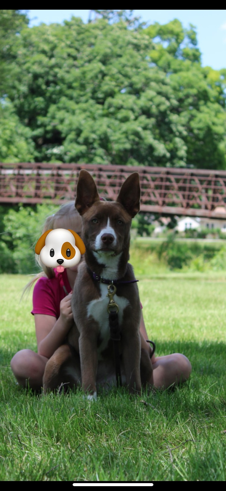 Enlarge Jacey, a Adoptable mixed breed in Naperville, IL image 4/6