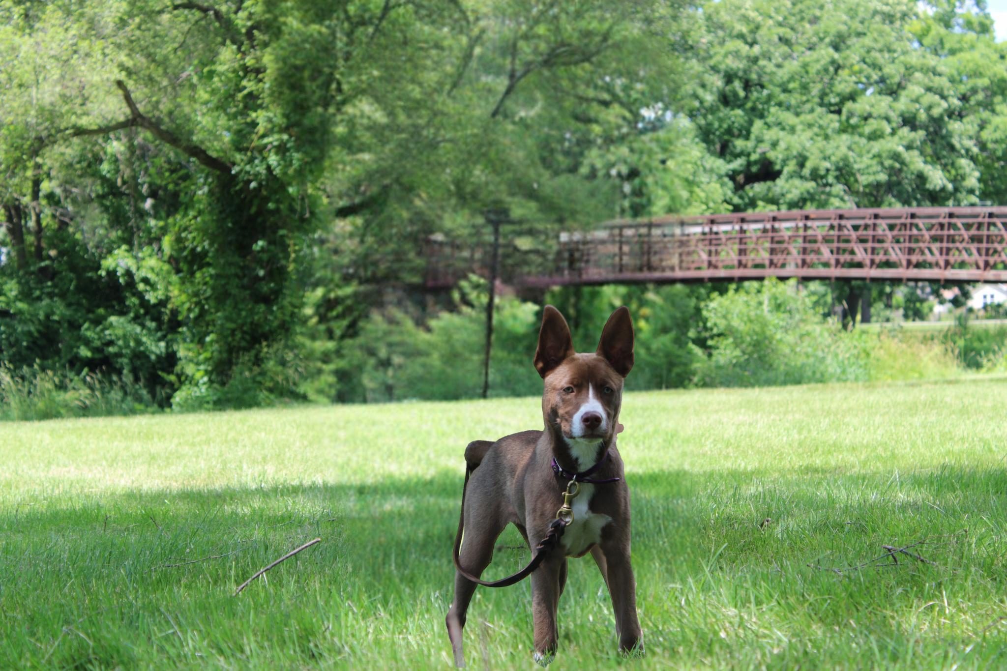 Enlarge Jacey, a Adoptable mixed breed in Naperville, IL image 5/6