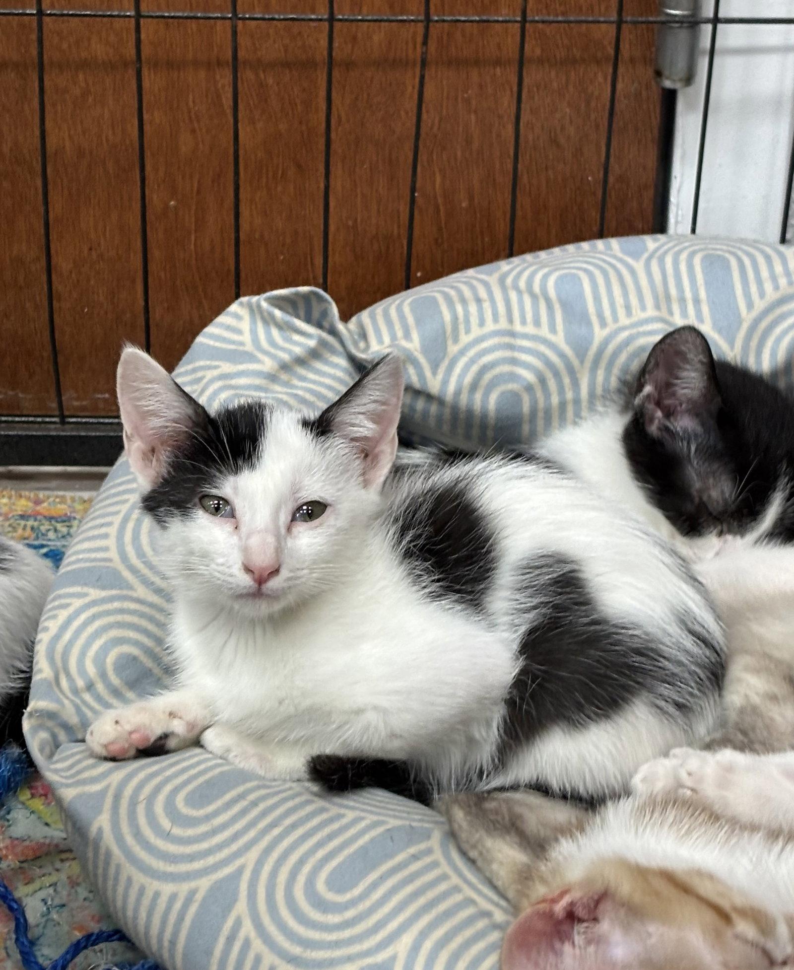 Enlarge RAVIOLI, a Adoptable Domestic Short Hair in Hagerstown, MD image 2/3