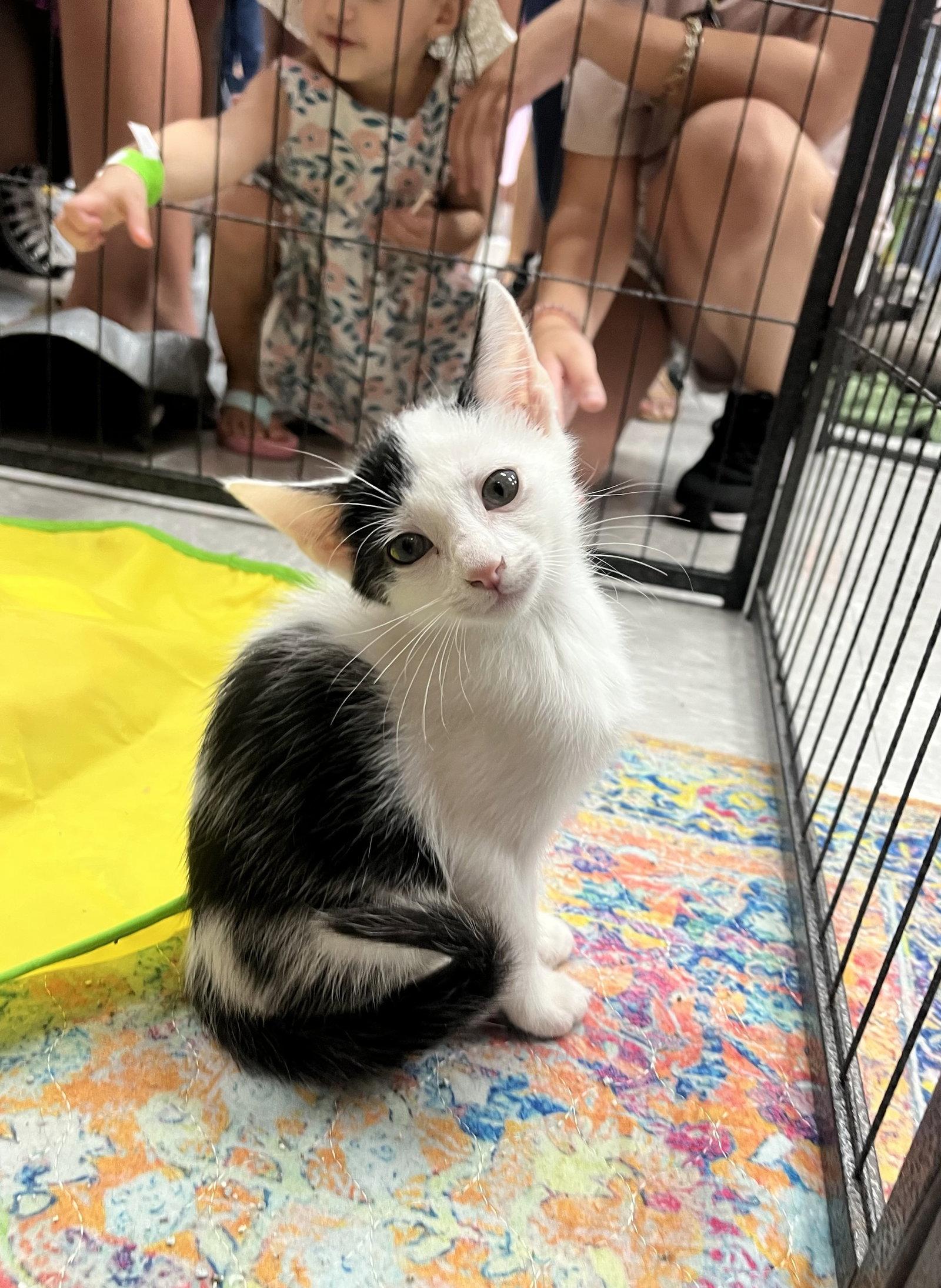 RAVIOLI, Adoptable, Kitten Male Domestic Short Hair.