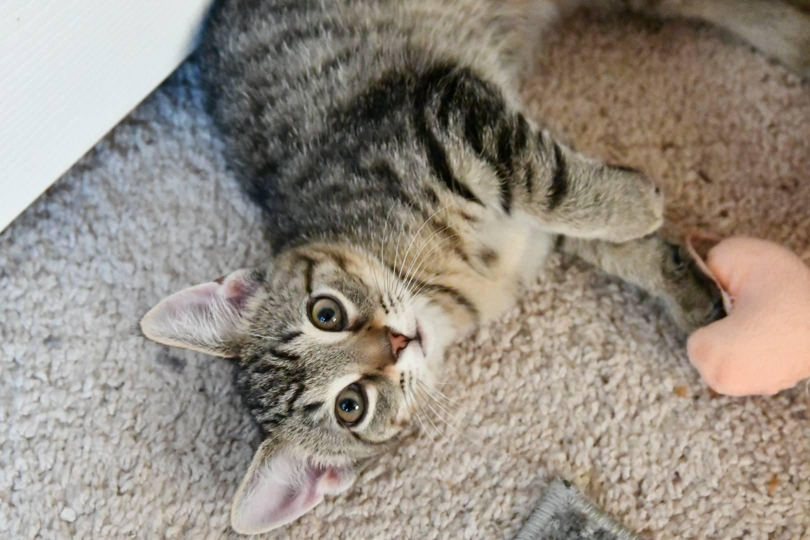 Racer, Adopted, Kitten Male Domestic Short Hair.