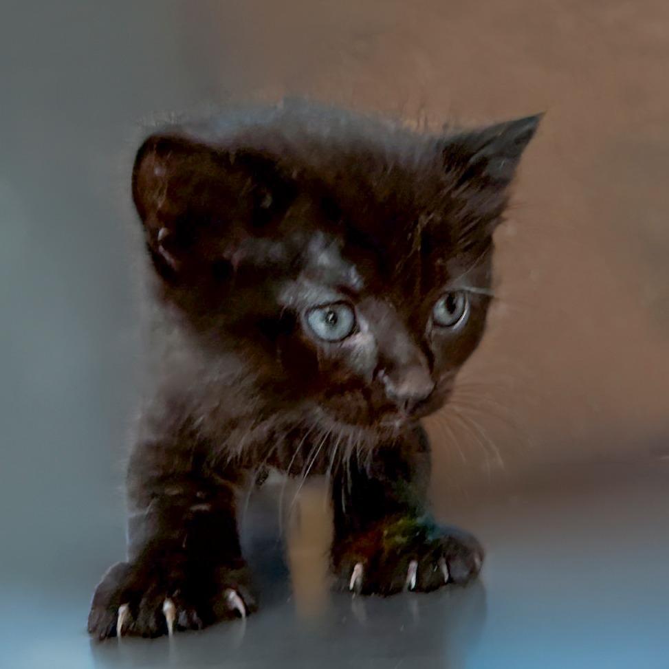 Maisie Kitten 6, Adoptable, Kitten Male Domestic Long Hair.