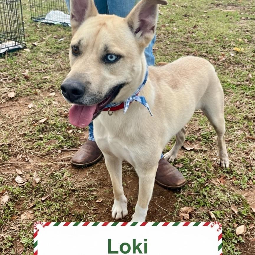 Loki aka Scott, a Adoptable German Shepherd Dog in Palestine, TX image 3/5